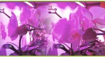 Floraison d’orchidée sous éclairage aux LEDs SpectraTUBE