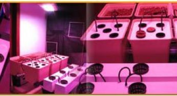 Nouvel espace de culture pour nos tests [Hydro+LED]