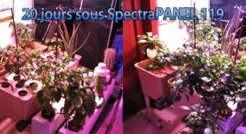 20 jours plus tard sous LEDs et en Aéro/hydro.
