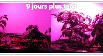 Test d’un SpectraSPOT 36 et un EasyMiniGarden 600