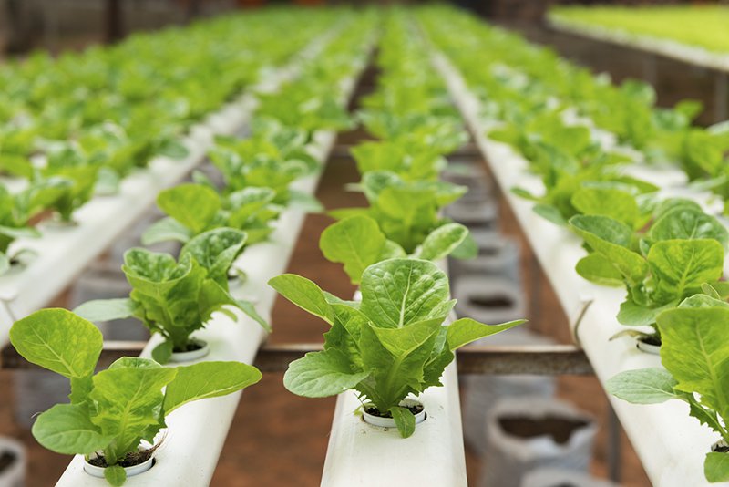 Vertika, le potager composteur qui tient sur un balcon - fleursdubien.fr