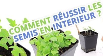 Réussir des semis en intérieur sous lampe horticole LED