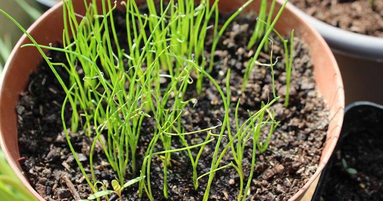 Vertika, le potager composteur qui tient sur un balcon - fleursdubien.fr