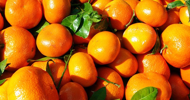 cultiver mandarines