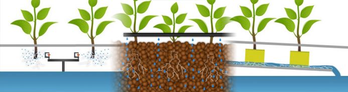 Culture en terre ou hydroculture : quelques informations de base
