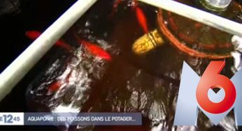 [VIDEO] Reportage M6 sur l’aquaponie.