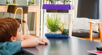 CitizenFarm : des produits et prestations autour de l’aquaponie.