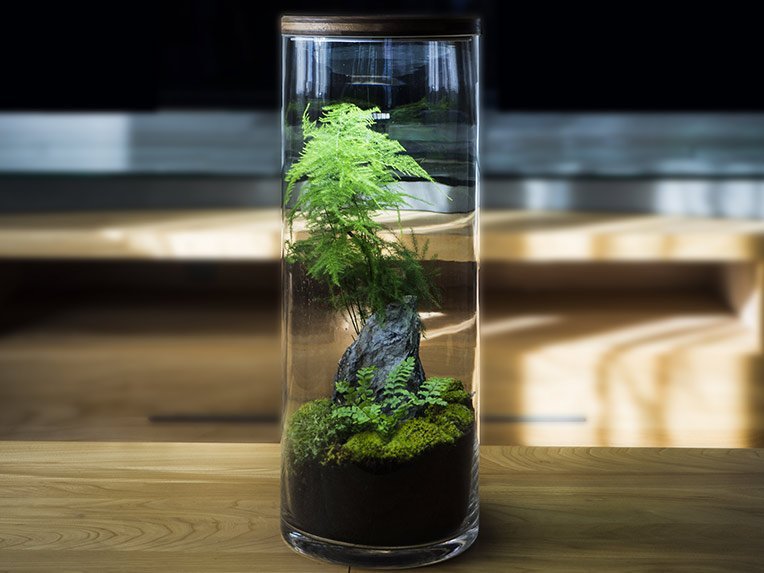 ecoterra terrarium