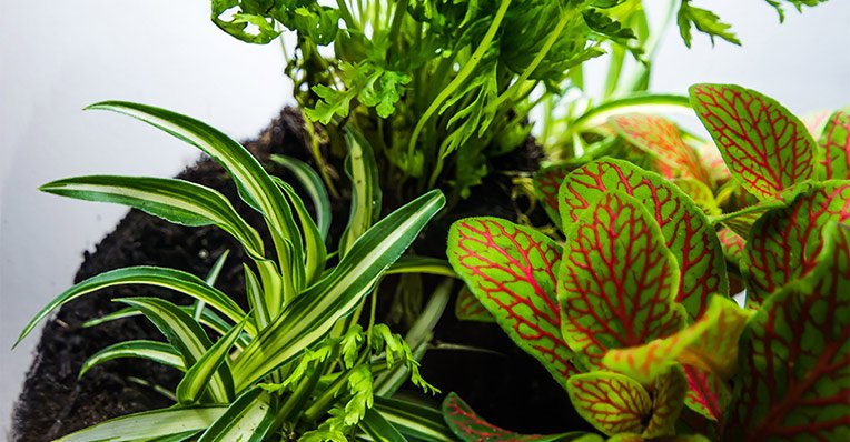 ecoterra plantes