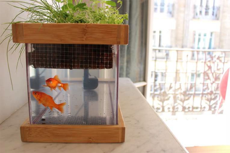 aquarium potarium