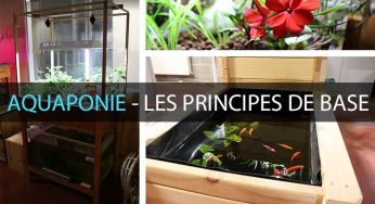 Aquaponie : fonctionnement, principes de base, définition.
