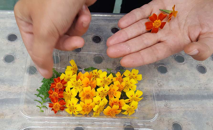 les sourciers fleurs