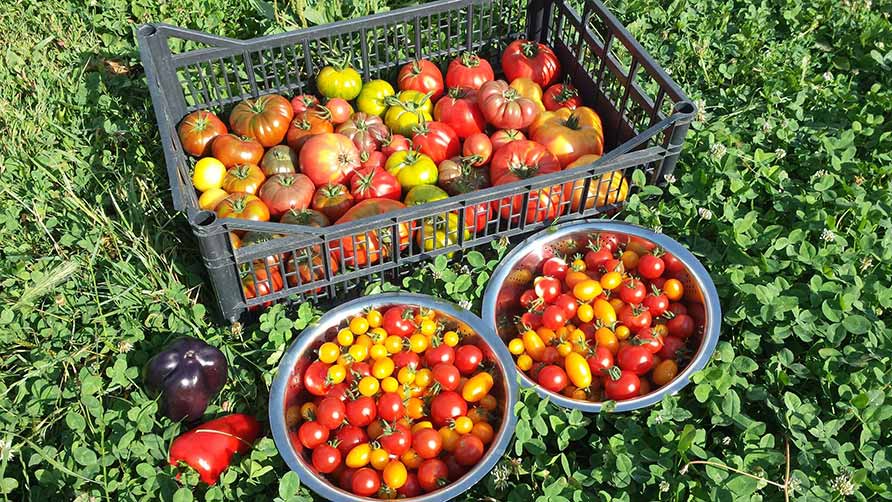 tomates les sourciers