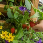 Vertika, le potager composteur qui tient sur un balcon.