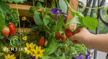 Vertika, le potager composteur qui tient sur un balcon.