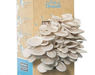 Kit culture de champignons – Prêt à pousser – Pleurotes Gris
