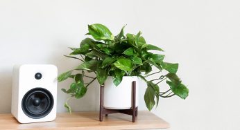 5 Plantes pouvant vivre dans l’obscurité !