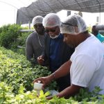Farm4You : Découvrez la Ferme Aquaponique Révolutionnaire des Antilles Françaises – Aliments Sains, Écologie et Autonomie