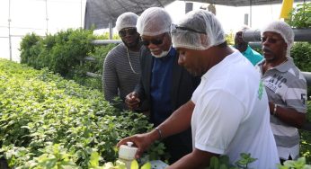 Farm4You : Découvrez la Ferme Aquaponique Révolutionnaire des Antilles Françaises – Aliments Sains, Écologie et Autonomie
