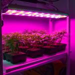 Comment les lampes horticoles LED pour plantes peuvent aider à améliorer la croissance de vos plantes d’intérieur
