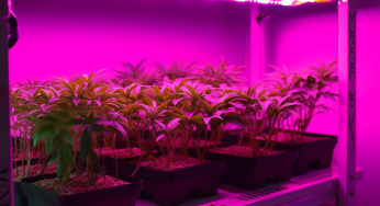 Comment les lampes horticoles LED pour plantes peuvent aider à améliorer la croissance de vos plantes d’intérieur