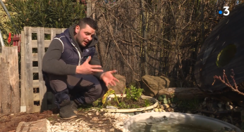 Comment l’aquaponie permet de cultiver légumes et poissons chez soi de manière économe et respectueuse de l’environnement