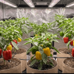 SpectraWILD S320 : mon retour après Mars Hydro et Lumatek en 80×80