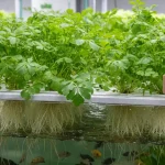 Aquaponie en intérieur : un biostimulant naturel améliore la croissance du fenugrec