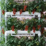 Tomates naines à cycle rapide : la sélection génétique au service de l&rsquo;agriculture verticale